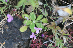 Canscora diffusa